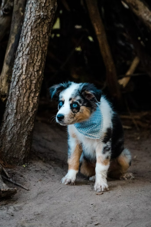 Mini Aussie puppy for sale